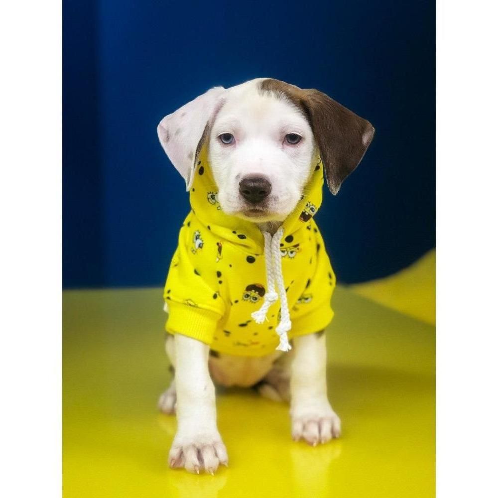 Spongebob - SB All Over Hoodie | Dog Clothing