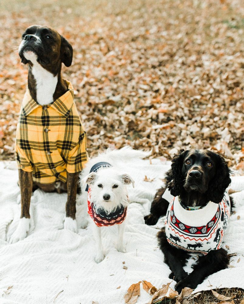 Campfire Flannel for Pups + People