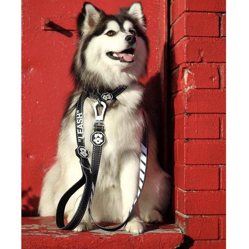 Quotation Mark | Leash